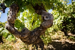 VINOS-ASOLEADOS-100
